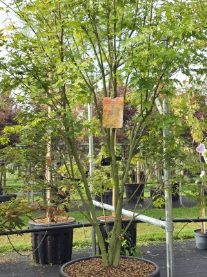 Afbeelding Japanse esdoorn - Acer palmatum 'Orange Dream'