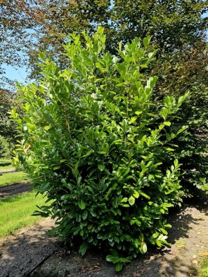 Afbeelding laurierstruik - Prunus laur. Rotundifolia