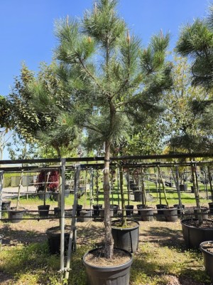 Afbeelding Zeeden - Pinus Pinaster