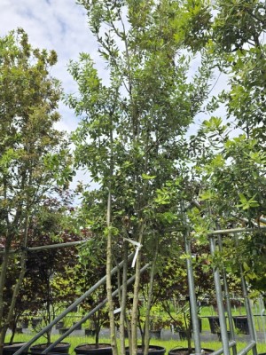 Afbeelding Steeneik - Quercus ilex