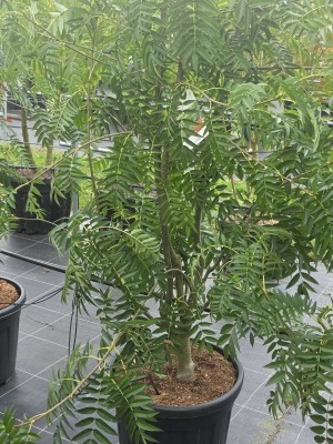 Afbeelding Lijsterbes 'Dodong' - Sorbus 'Dodong'