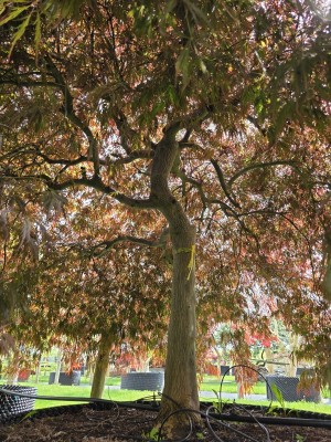 Afbeelding Japanse Esdoorn - Acer palmatum 'Garnet'