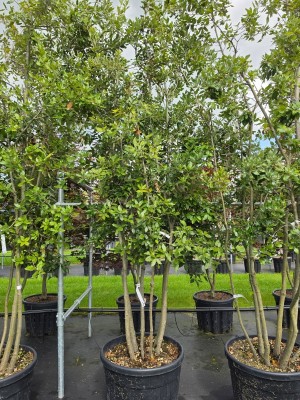 Afbeelding Steeneik - Quercus ilex