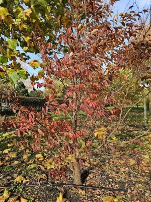 Afbeelding Schijncamelia - Stewartia Rostrata