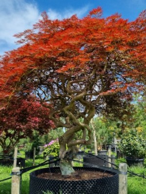 Afbeelding Japanischer Ahorn - Acer palmatum 'Dragon's fire'