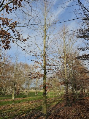 Afbeelding Groene Beuk - Fagus sylvatica