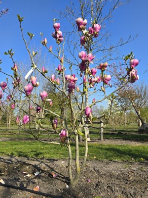 Afbeelding Purperkleurige Magnolia - Magnolia 'Lennei'