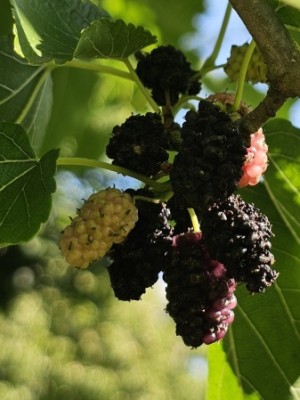 Afbeelding Weiße Maulbeere - Morus nigra