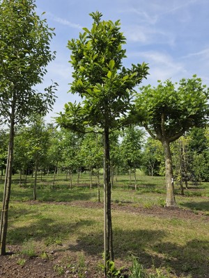 Afbeelding Magnolia - Magnolia 'Susan'