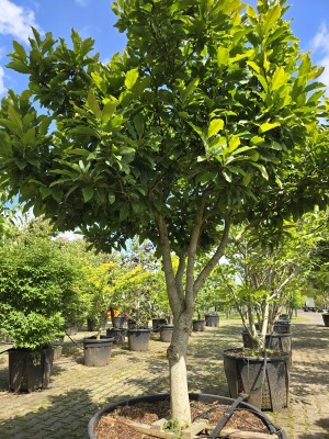 Afbeelding Magnolia 'Susan' - Magnolia 'Susan'
