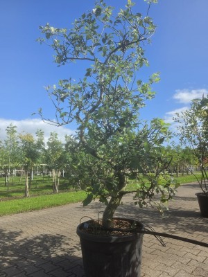 Afbeelding rode langwerpige handappel - Malus domestica 'Starking Delicious'
