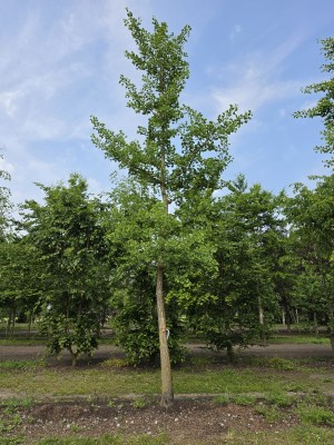 Afbeelding Tempelboom of Eendenpootboom - Ginkgo biloba