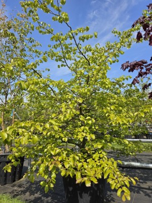 Afbeelding Perzisch IJzerhout - Parrotia persica