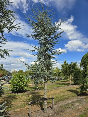 Afbeelding Blauwe ceder - Cedrus libani 'Glauca'
