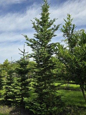 Afbeelding Fraser spar - Abies Fraseri