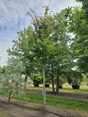 Afbeelding Perzisch IJzerhout - Parrotia persica 'Vanessa'