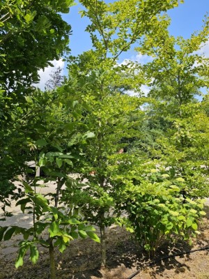 Afbeelding Bontbladige langzaam groeiende beuk - Fagus sylvatica 'Striata'