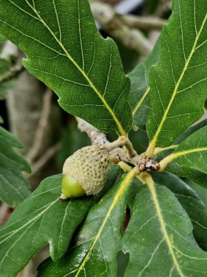 Afbeelding Semi-bladhoudende eikenboom in zuilvorm - Quercus x turneri 'Pseudoturneri'