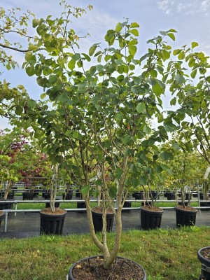 Afbeelding Toverhazelaar - Hamamelis mollis 'Westerstede'