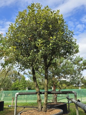 Afbeelding Steeneik - Quercus ilex