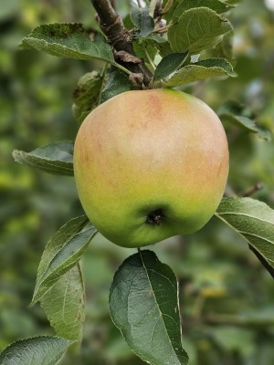 Afbeelding Notarisappel als hoogstamboom - Malus domestica 'Notarisappel'
