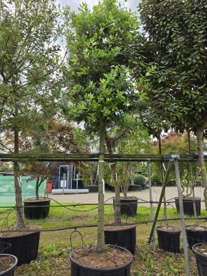 Afbeelding Steeneik - Quercus ilex