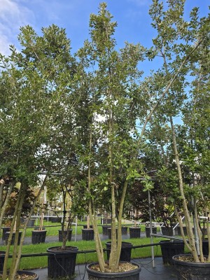 Afbeelding Steeneik - Quercus ilex