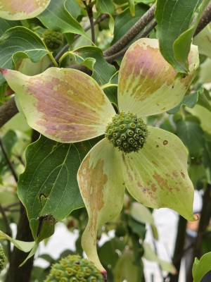 Afbeelding Japanischer Großblumiger Hartriegel - Cornus kousa 'Weisse Fontaine'