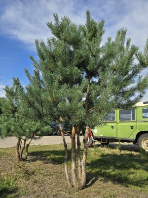 Afbeelding Waldkiefer - Pinus sylvestris