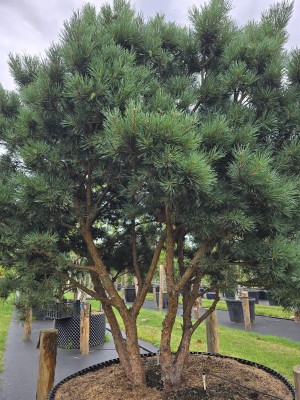 Afbeelding Dwerg Den - Pinus sylvestris 'Watereri'