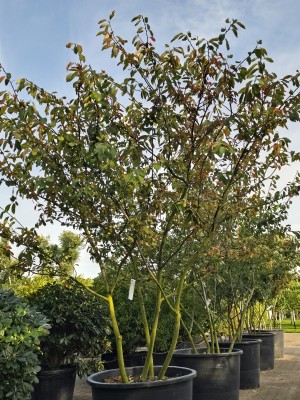 Afbeelding Felsenbirne - Amelanchier lamarckii