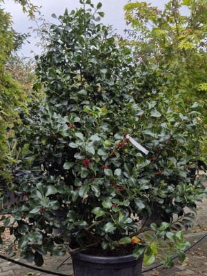 Afbeelding Wintergrüne elegante Stechpalme - Ilex altaclerensis 'Wilsonii'