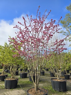 Afbeelding Sierappel - Malus toringo