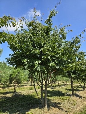 Afbeelding Persisches Eisenholz - Parrotia persica