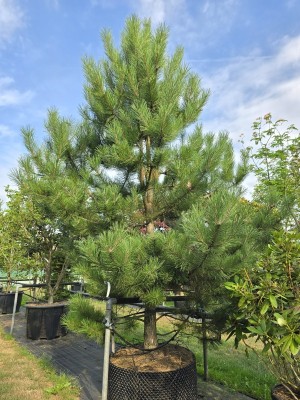 Afbeelding Oostenrijkse den - Pinus nigra subsp. Nigra