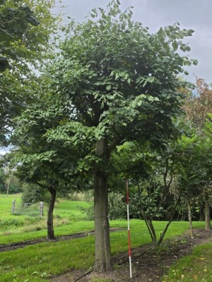 Afbeelding Zilverlinde als kandelaberboom - Tilia Tomentosa