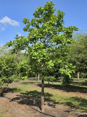 Afbeelding Magnolia - Magnolia soulangeana 'Manchu Fan'