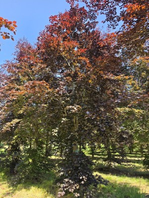 Afbeelding Rode of bruine beuk - Fagus sylvatica 'Atropunicea'
