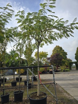 Afbeelding Perzische slaapboom in organische parasolvorm - Albizia Julibrissin