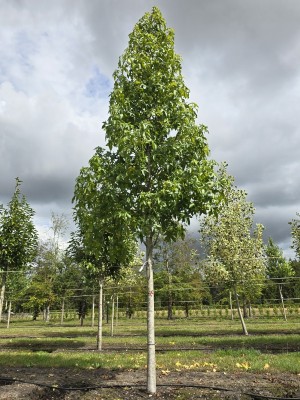 Afbeelding Amberbaum - Liquidambar styraciflua 'Palo Alto'