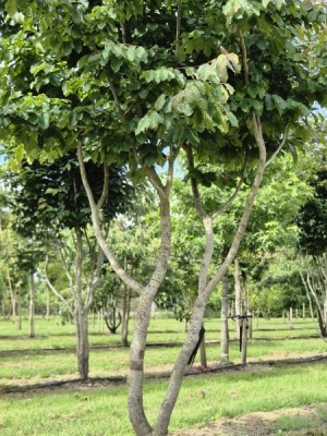Afbeelding Perzisch IJzerhout - Parrotia persica