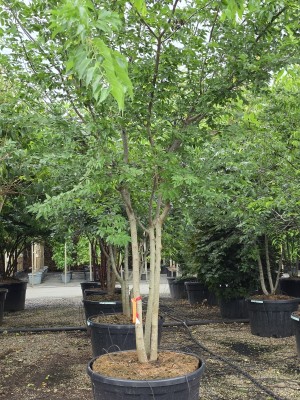 Afbeelding Netelboom - Celtis Occidentalis