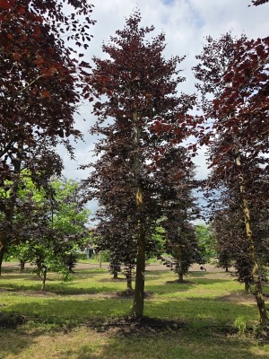 Afbeelding Rode beuk - Fagus sylvatica 'Atropunicea'