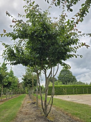 Afbeelding Persisches Eisenholz - Parrotia persica