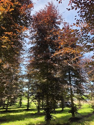 Afbeelding Rode beuk als solitair - Fagus sylvatica 'Atropunicea'
