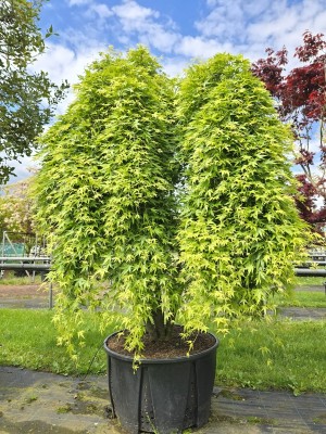 Afbeelding Japanse Esdoorn - Acer palmatum 'Ryusen'