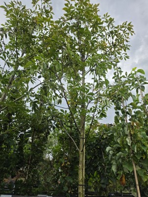 Afbeelding kastanjeboom met rode herfstkleur - Aesculus x Arnoldiana 'Autumn Splendor'