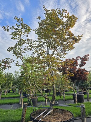 Afbeelding Japanse esdoorn - Acer palmatum 'Fireglow'