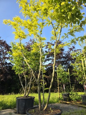 Afbeelding Valse Christusdoorn - Gleditsia triacanthos 'Sunburst'