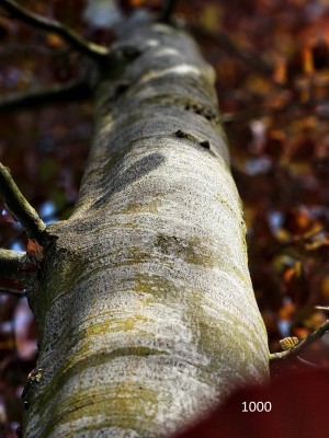 Afbeelding Rode beuk - Fagus sylvatica 'Atropunicea'